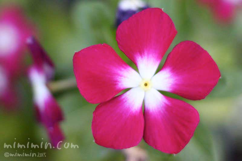 赤いニチニチソウ（日々草）の花の写真