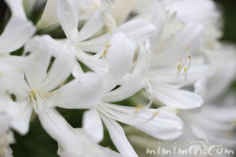 白いアガパンサス 花の写真 花言葉 みみみんブログ