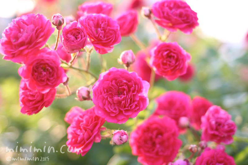濃いピンクのミニバラ（花の写真＆花言葉）☆ | みみみんブログ