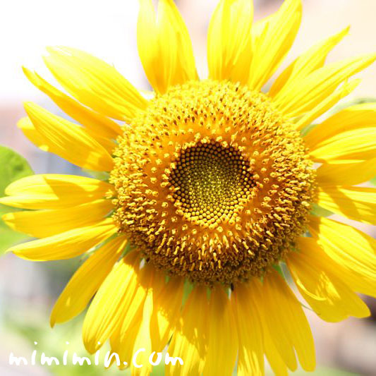 ヒマワリ ひまわり 向日葵 花の写真 花言葉 みみみんブログ