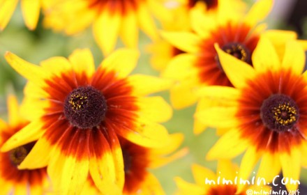 ルドベキアの花の写真