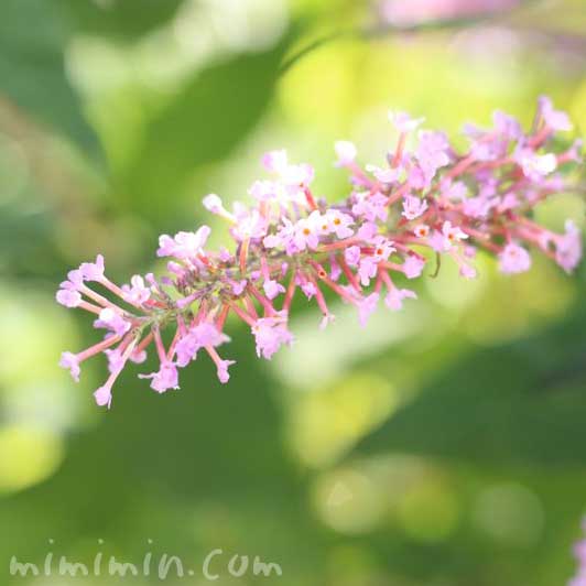 ブッドレアの花・ピンクの写真