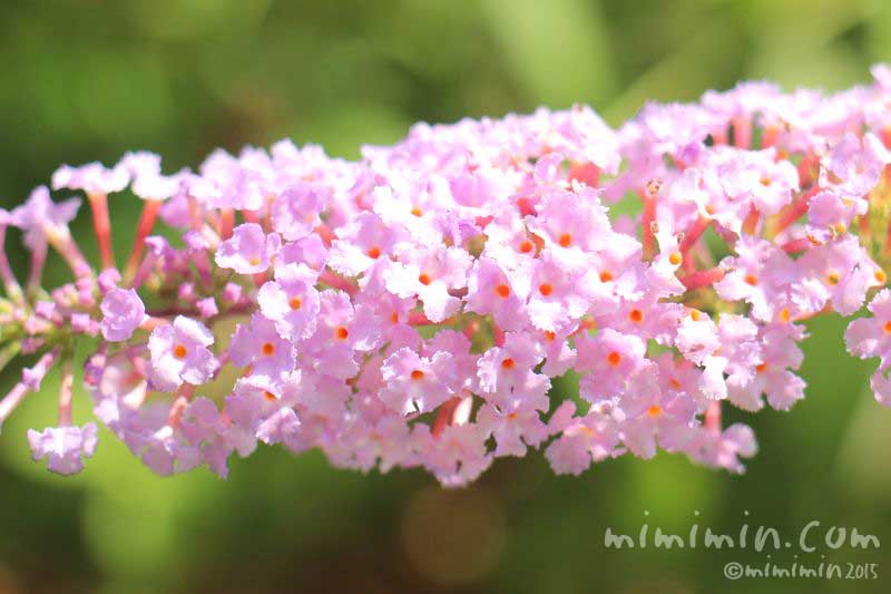 ブッドレアの花の写真