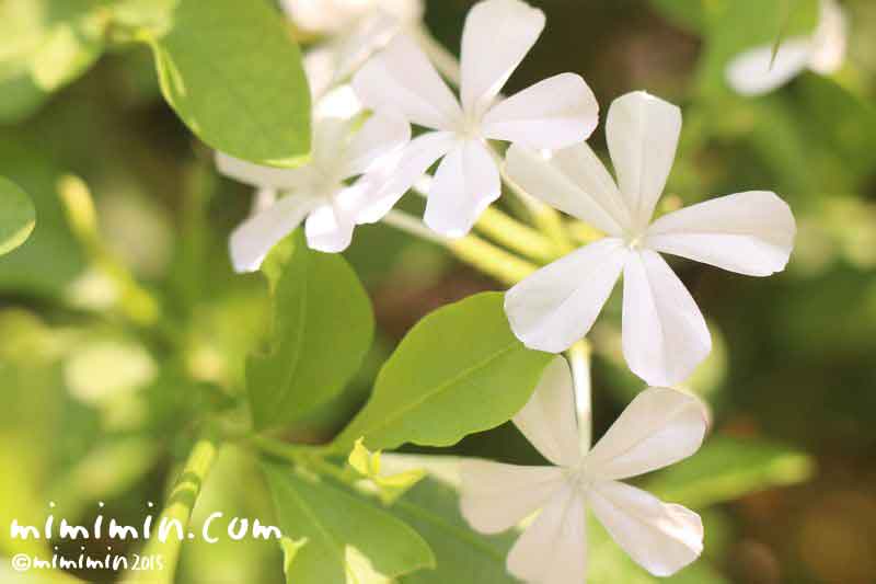 白いルリマツリの花の写真・花言葉・名前の由来