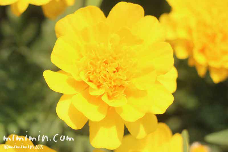 マリーゴールドの花の写真・花言葉・名前の由来