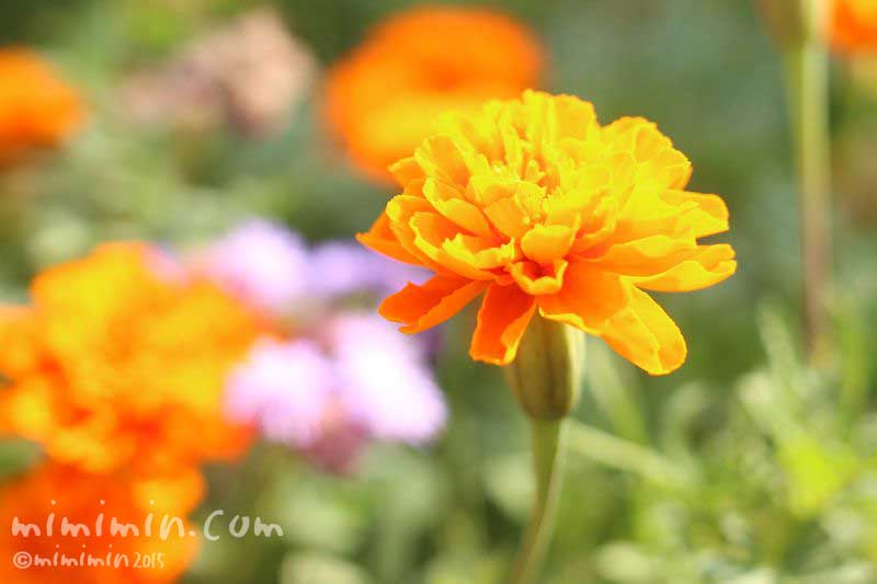 マリーゴールドの花言葉 色別の花言葉 黄色 オレンジ色 みみみんブログ
