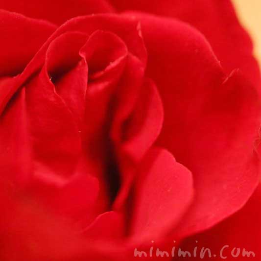 赤いバラの花の写真
