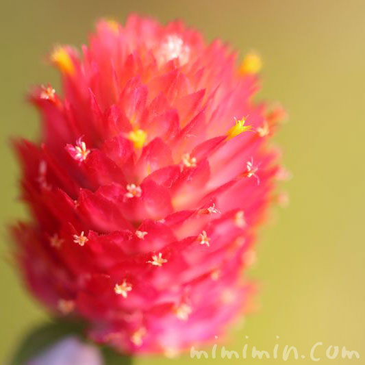 ストロベリーフィールズの花
