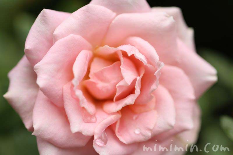 薄いピンクの薔薇の画像