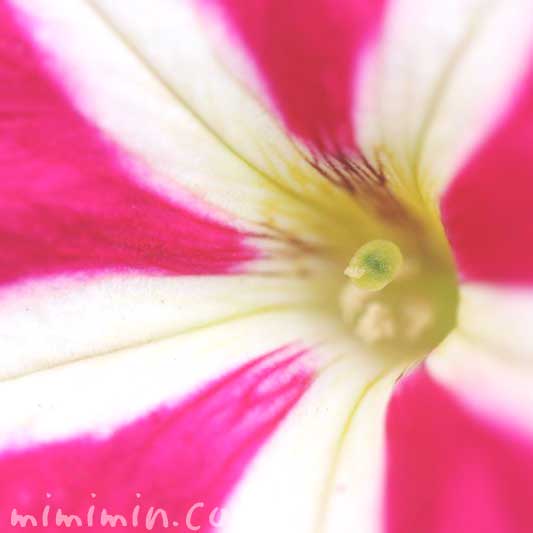 ペチュニアの花 絞り咲きの写真