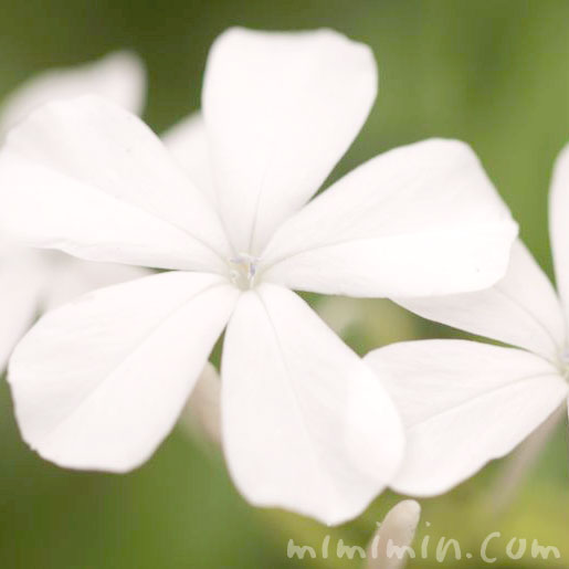 瑠璃茉莉の花言葉の写真