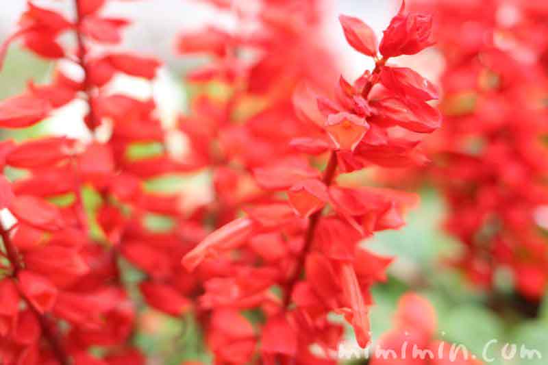 サルビアの花（赤）の写真