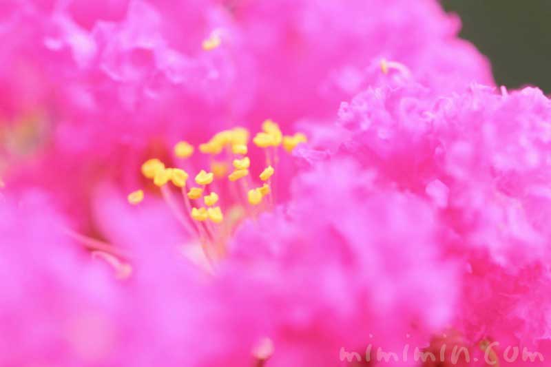 サルスベリの花の写真と花言葉と名前の由来