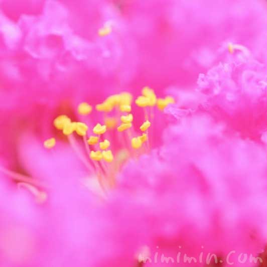 サルスベリ（ピンク）の写真・花言葉・名前の由来の画像