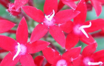 赤いペンタスの花の画像