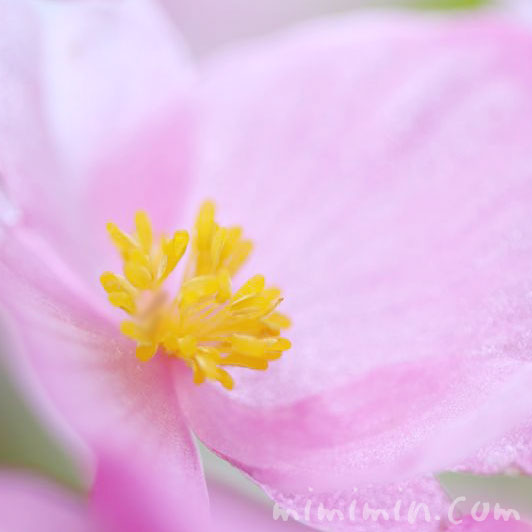 ベゴニア（ピンク）の花の画像