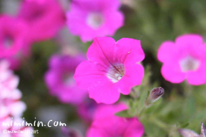 ペチュニアの花言葉・名前の由来・ピンクのペチュニアの花の写真