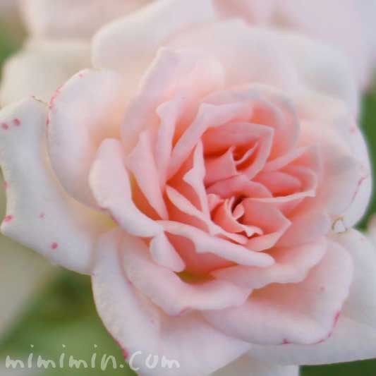 バラの花言葉・名前の由来・花の写真の画像