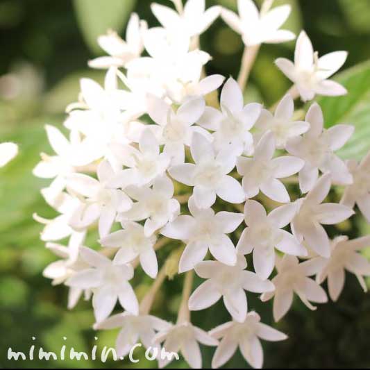 白いペンタスの花の写真（花言葉・名前の由来）