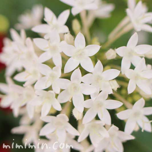 ペンタスの花言葉 名前の由来 白いペンタスの花の写真 みみみんブログ