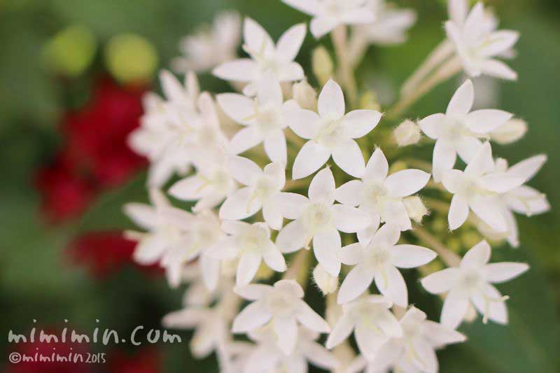 白いペンタスの花（花言葉）の画像