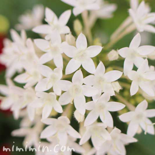 白いペンタス（花の写真＆花言葉）の画像