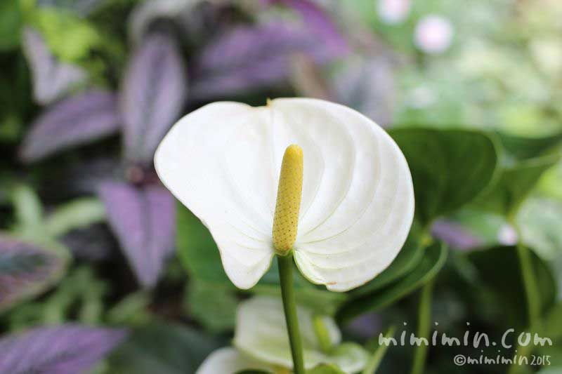 アンスリウム 花言葉 名前の由来 花の写真 みみみんブログ