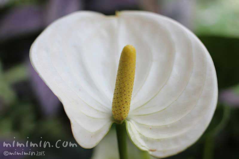 アンスリウム 花言葉 名前の由来 花の写真 みみみんブログ