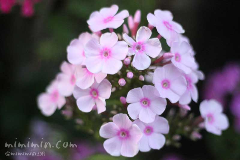 フロックス オイランソウ 花魁草 花言葉 花の写真 みみみんブログ