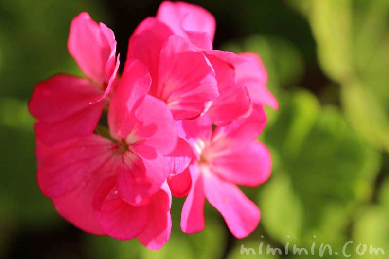 濃いピンク色のゼラニウムの花の写真