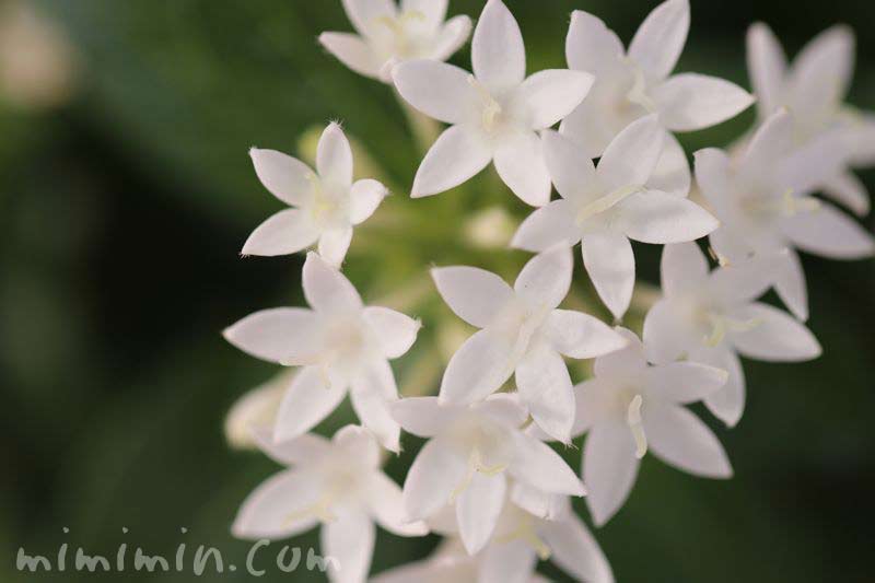 白色のペンタスの花の写真