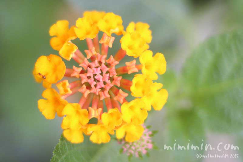 ランタナの花言葉・黄色いランタナの花の写真