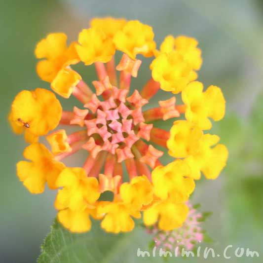 ランタナの花言葉・黄色いランタナの写真