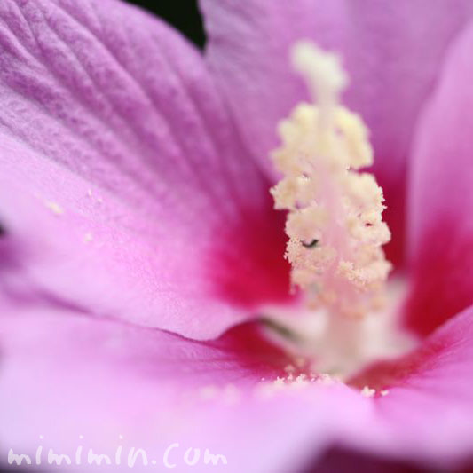 ピンクのムクゲの花の写真