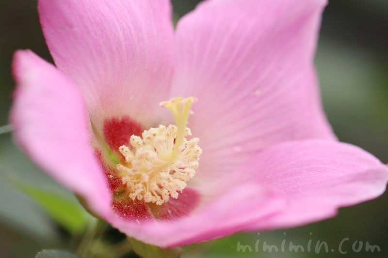 フヨウ（ピンク）の花