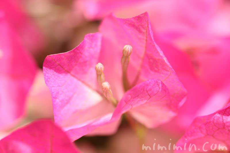 ブーゲンビリアの花・ピンク色