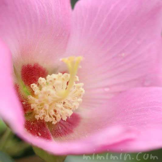 フヨウ 芙蓉 の花の写真 フヨウの花言葉 みみみんブログ