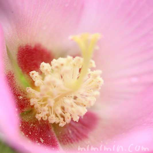 芙蓉（ピンク）の花