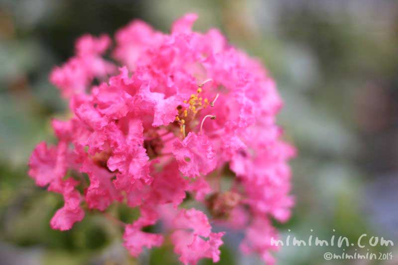 ピンク色のサルスベリの花の写真