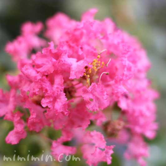 サルスベリの花言葉・ピンク色のサルスベリの写真