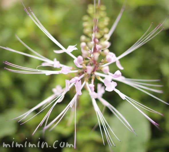 ネコノヒゲの花の写真