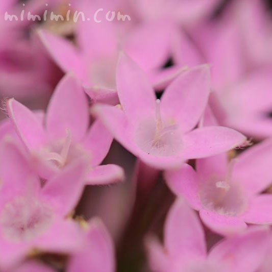 ペンタスの花・ピンクの写真
