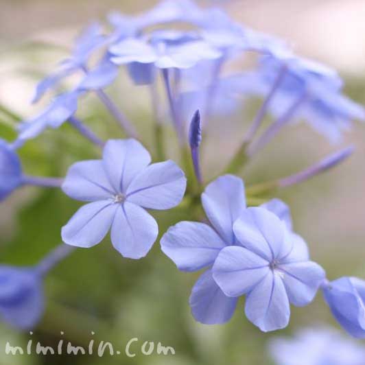 青いルリマツリ（プルンバゴ）の花の写真