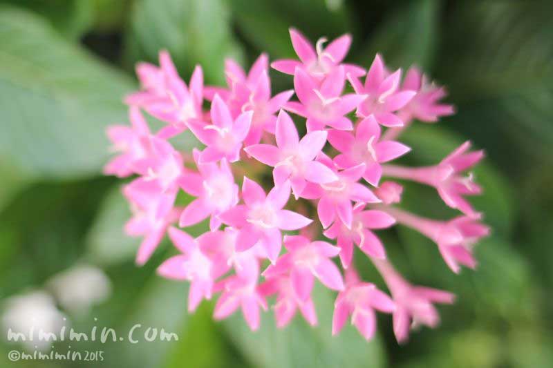 ピンク色のペンタスの花の写真＆花言葉の画像