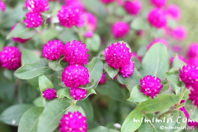 赤紫のセンニチコウ（千日紅）の花の写真