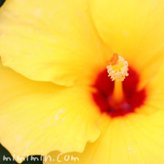 ハイビスカスの花 黄々の写真