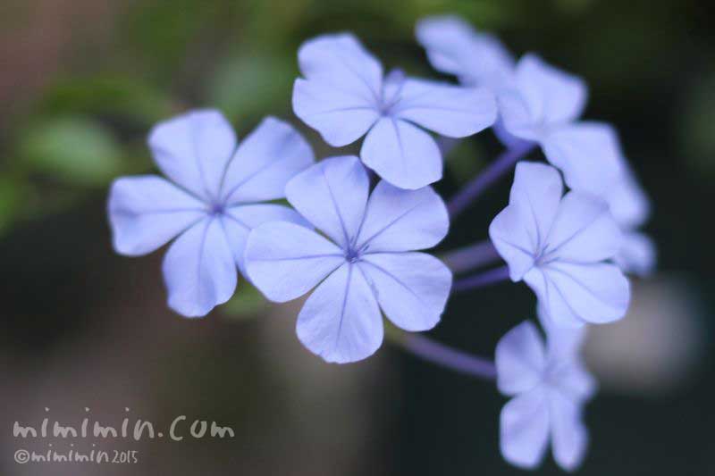 青いルリマツリの花の写真