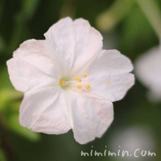 オシロイバナの花の写真