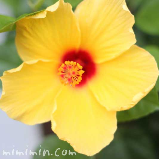 黄色いハイビスカスの花の写真