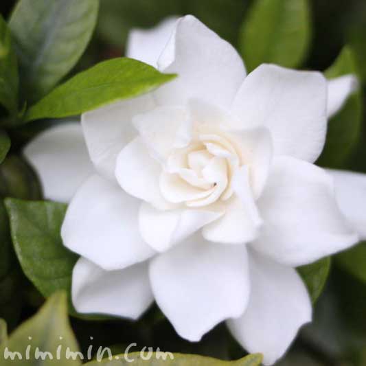 クチナシの花言葉 名前の由来 八重咲きのクチナシの花の写真 みみみんブログ